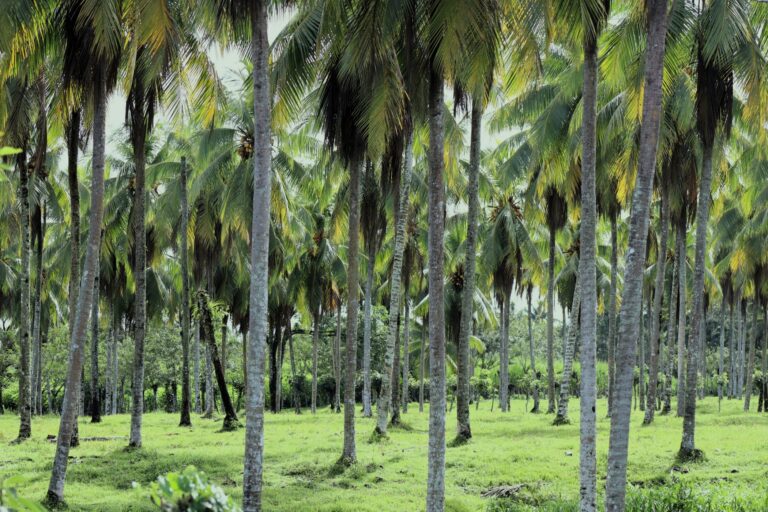 Coconut – challenges and pathways to a more sustainable production